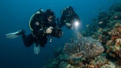 A so-called “living fossil” is photographed for the first time by French divers in Indonesian waters, marking a rare and symbolic discovery