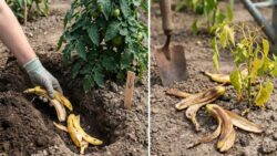 Banana peels in the garden: they only boost plants if you put them in this exact spot