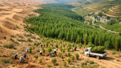 By planting over 1 billion trees since the 1990s, China has slowed desert expansion and restored degraded land