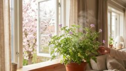 The plant that perfumes the home and repels mosquitoes: here’s why everyone wants it in spring