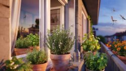 The plant that perfumes the home and repels mosquitoes : here’s why everyone wants it in spring