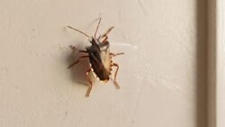 What does a brown stink bug in the house really mean?