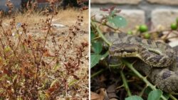 This Garden Plant Attracts Snakes and Experts Say Never Grow It Near Your Home