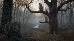 Want Owls in Your Yard? Experts Say Now Is the Best Time and These Tips Make It Happen