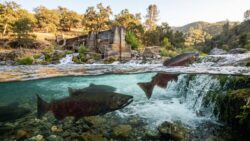 A First in 100 Years: Chinook Salmon Returns to Its Native California River