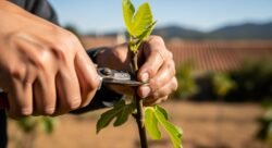 It’s the perfect time to take fig tree cuttings: how to do it in October
