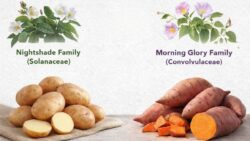 Many people don’t realize it, but sweet potatoes and regular potatoes aren’t closely related at all “here’s why”